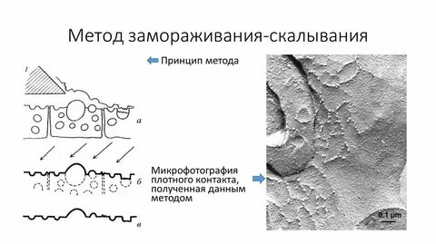 Метод замораживания скалывания