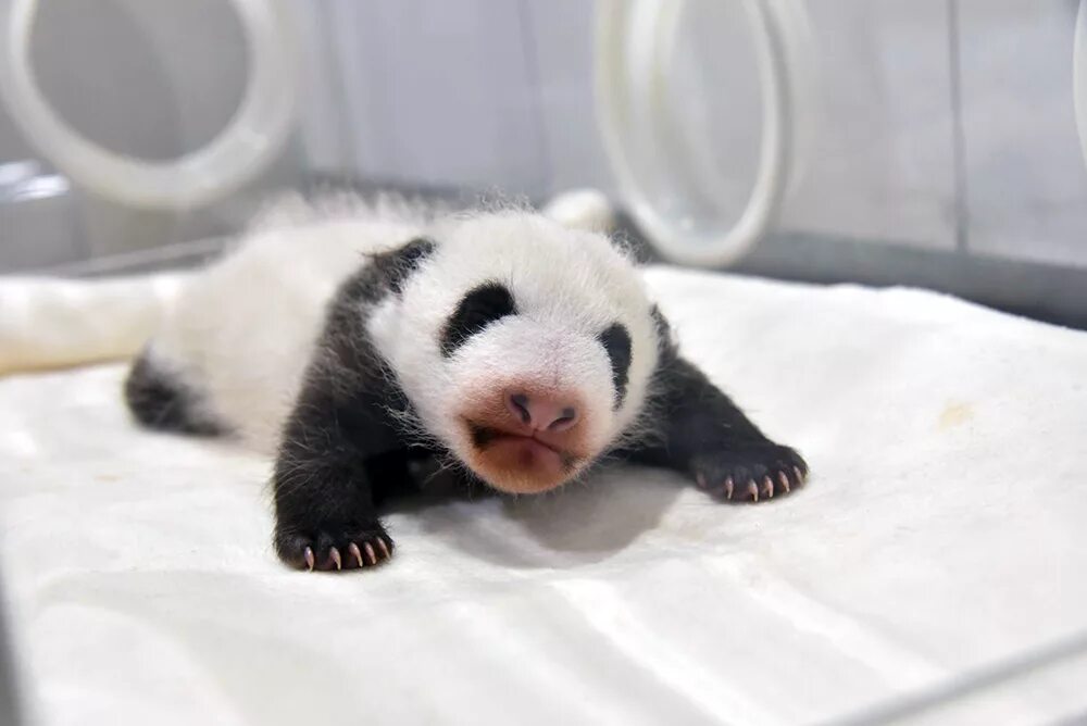 Детеныш панды как называется. Newborn panda japan. детеныш панды фотдождь фото.. мир малыша панды экскаватор. australian girls name панда.