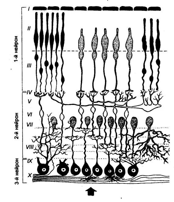 Строение сетчатки рисунок. Слои сетчатки физиология. Строение сетчатки физиология. Слои сетчатки схема. Строение слои клеток сетчатки.