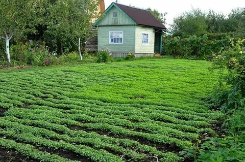 Культурные растения на дачном участке