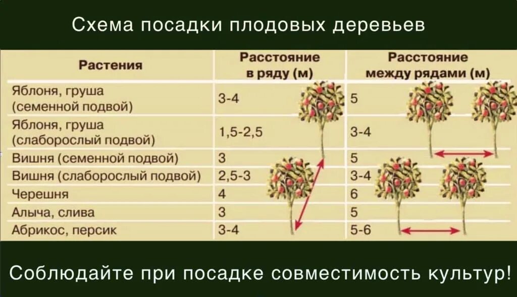 Время посадки плодовых деревьев. Схема посадки плодовых деревьев. схема посадки плоловыхьдеревьев. расстояние посадки между плодовыми деревьями. нормы посадки деревьев и кустарников.