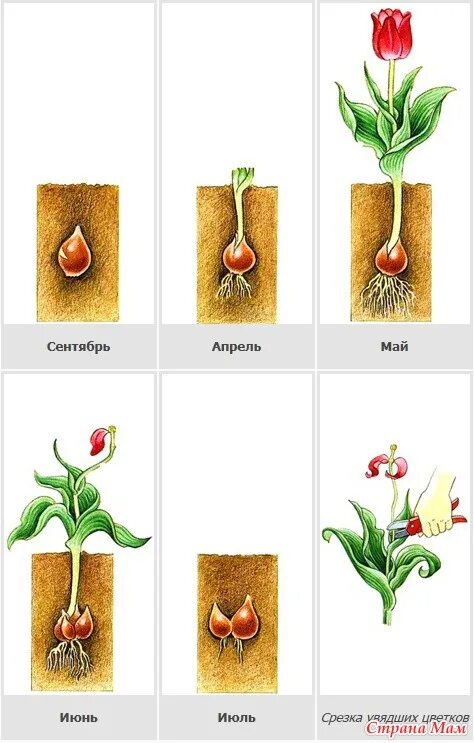 Как отпоить тюльпаны. Этапы развития луковицы тюльпана. Фазы развития тюльпана схема. Размножение тюльпанов луковицами схема. Стадии развития луковицы тюльпана.