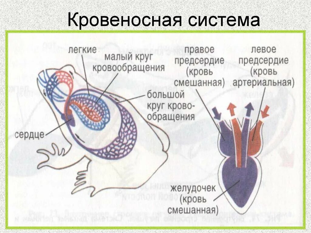 Кровяная система амфибий. Кровеносная система земноводных. Кровеносная система система лягушки. Земноводные 7 класс биология кровеносная система. Сердце амфибий круги кровообращения