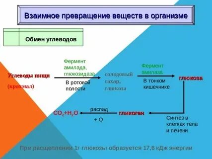 Какие превращения могут происходить в организме человека