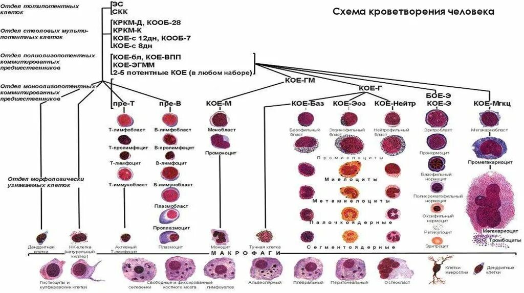 Схема созревания кровяных клеток. Регуляция гемопоэза схема. Кроветворение гемопоэз гистология. Гемопоэз в Красном костном мозге схема.