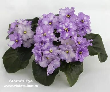 Storm's eye