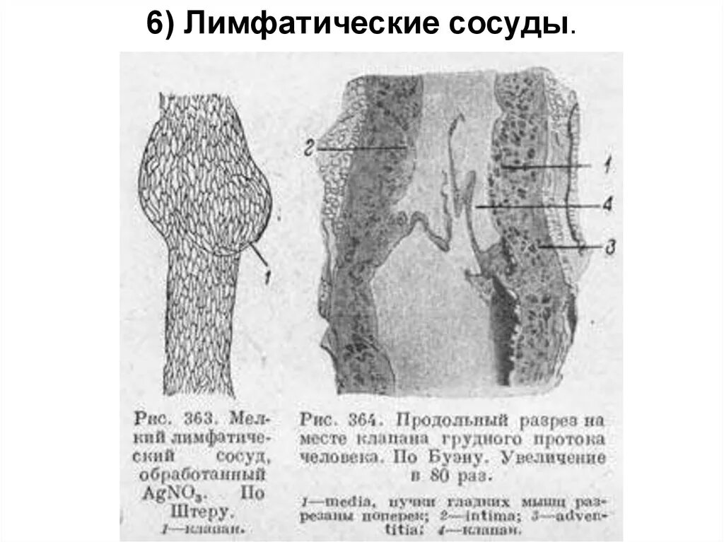 Строение сосуда гистология. Строение стенки лимфатических сосудов гистология. лимфатические сосуды гистология. источники развития лимфатических сосудов гистология. строение лимфатических сосудов гистология.
