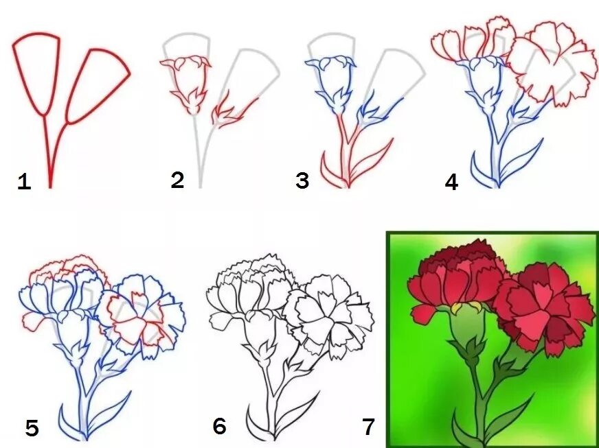 гвоздика карандашом. цветы гвоздика шабо акварель. раскраска. гвоздики карандашом. как нарисовать гвоздику на 23 февраля.