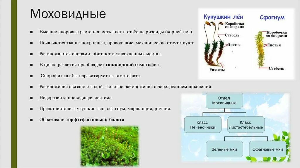 Значение растения мхи. Отдел Моховидные классификация. Отдел Моховидные классификация мхов 7 класс. Высшие растения отдел Моховидные 7 класс биология. Таблица по биологии 7 класс отдел Моховидные.