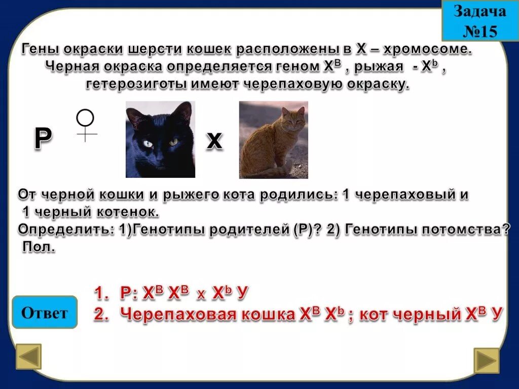 Задача на черепаховую кошку по генетике. Окраска шерсти кошки. Гены окраски шерсти кошек расположены в х-хромосоме. Задачи на черепаховую окраску кошек.