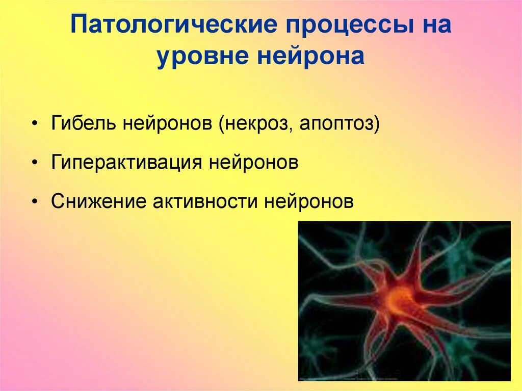 Апоптоз нейронов. Апоптоз нервных клеток. Патологическое пространство