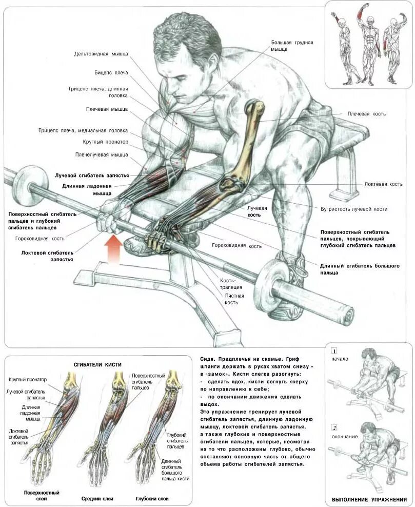 Сведение ног в тренажере какие мышцы задействованы. Тяга горизонтального блока к поясу мышцы. Упражнения на развитие широчайшей мышцы спины. Сведение разведение ног в тренажере техника выполнения. Анатомия мышцы человека культуриста.