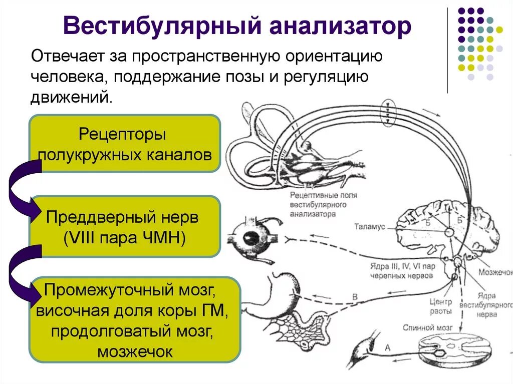 Строение вистибюрального анализатора. Схема периферического отдела вестибулярного анализатора. Схема вестибулярного анализатора схема. Функции периферического отдела вестибулярного анализатора.