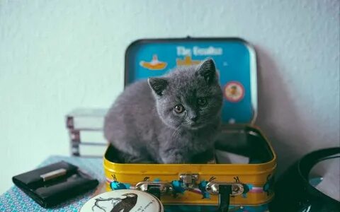 Каштанка с котом умещалась в чемодане