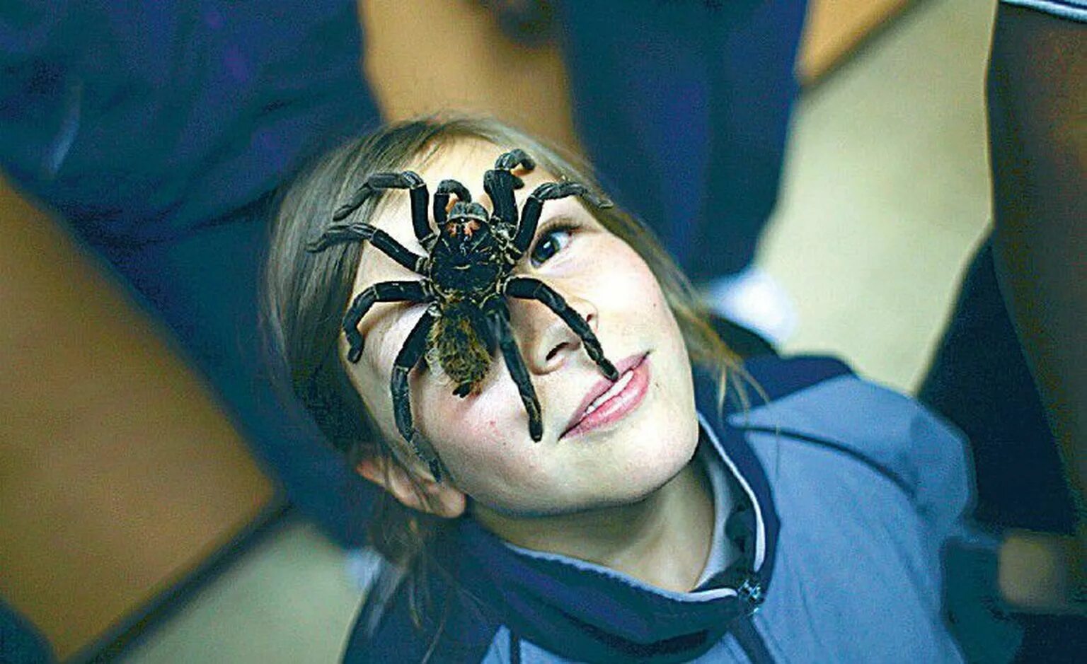 Down spiders. Голова паука. Голова тарантула. Выставка пауков.