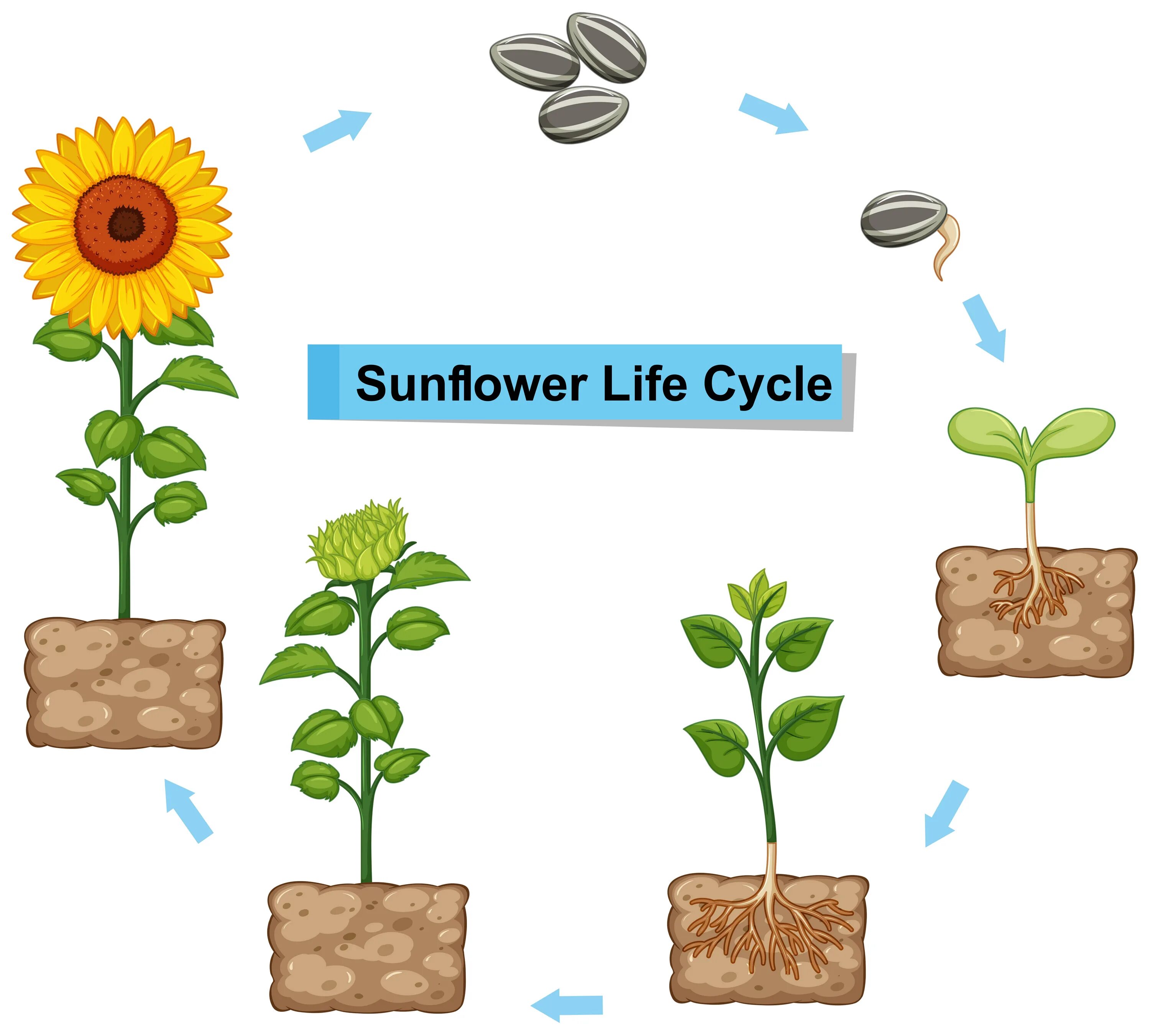 Plant cycle. Подсолнечник жизненный цикл. Цикл роста подсолнечника. Цикл роста растения для детей. Жизненный цикл растений для дошкольников.