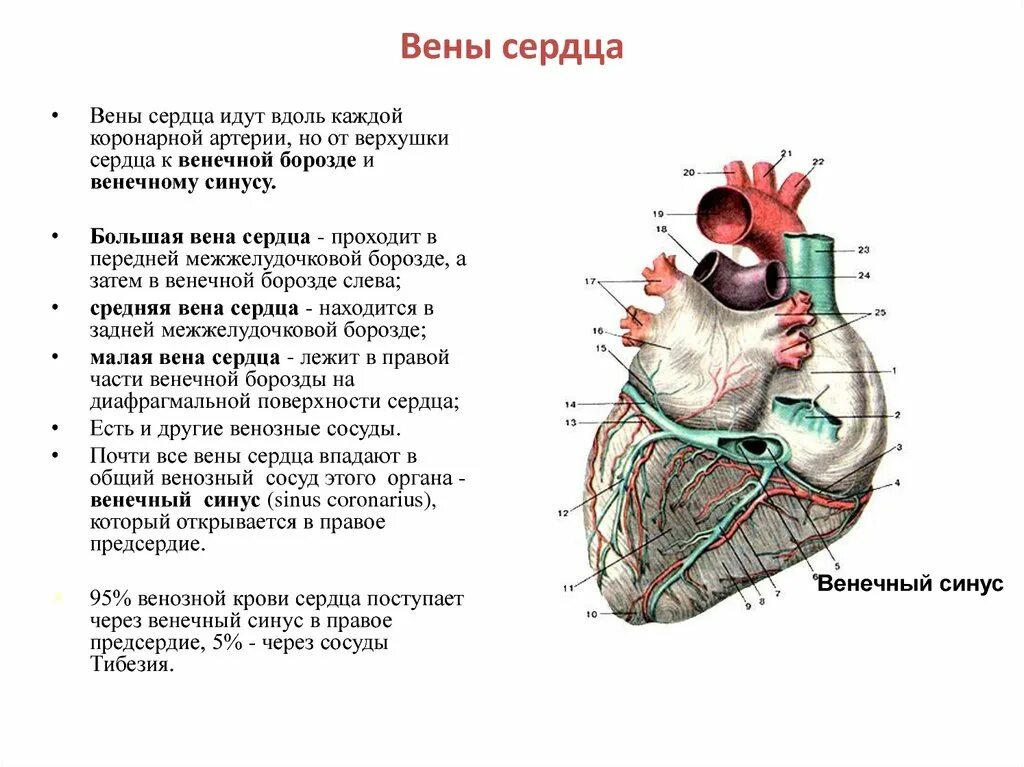 Вена системы венечного синуса сердца. Вены сердца 3 системы система вен венечного синуса. Венечный синус сердца впадает в. Отверстие венечного синуса сердца. Сердечные артерии и вены