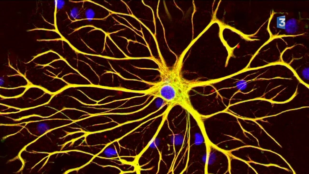 Серые клетки мозга. Нейроны Пуркинье. Клетки Пуркинье микроскопия. Нейроны фон Экономо. Последняя нервная клетка.