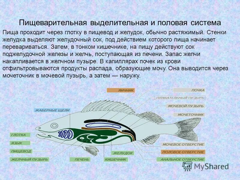 Какие особенности строения позволяют млекопитающим. Отделы тела млекопитающих 7. Отряд первозвери представители. Органы чувств млекопитающих таблица. Строение пищеварительной системы.