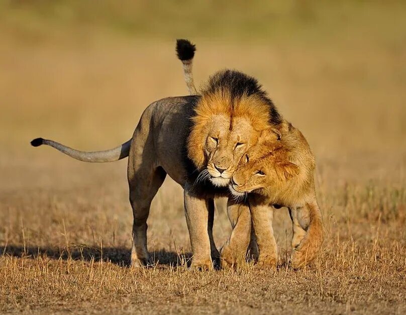надпись лев. лев и львица любовь. львы обнимаются. львица плачет. лев и львица любовь.