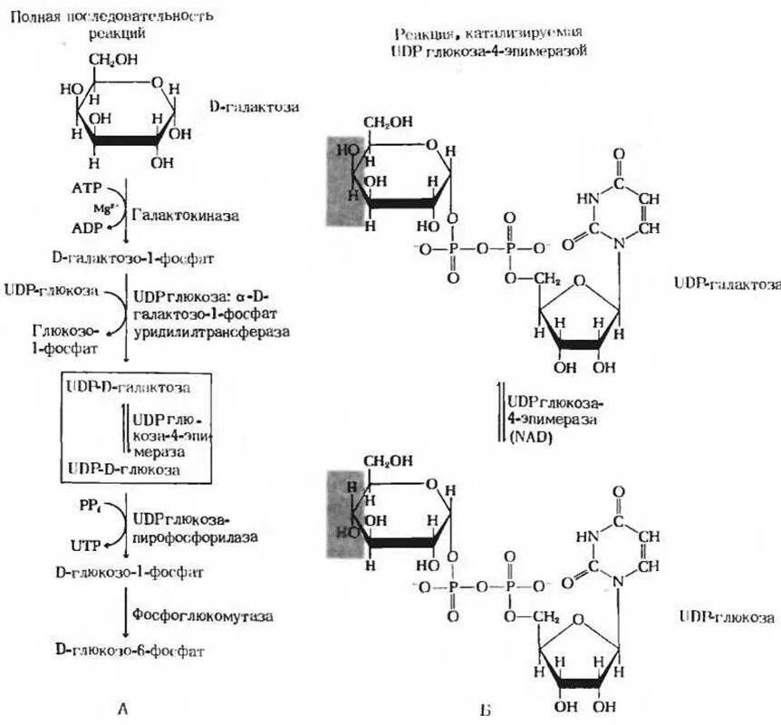 Количество этапов в гликолизе. Гликолиз реакции биохимия. Схема гликолиза биохимия. Схема окисления Глюкозы гликолиз. Гликолиз Глюкозы схема.