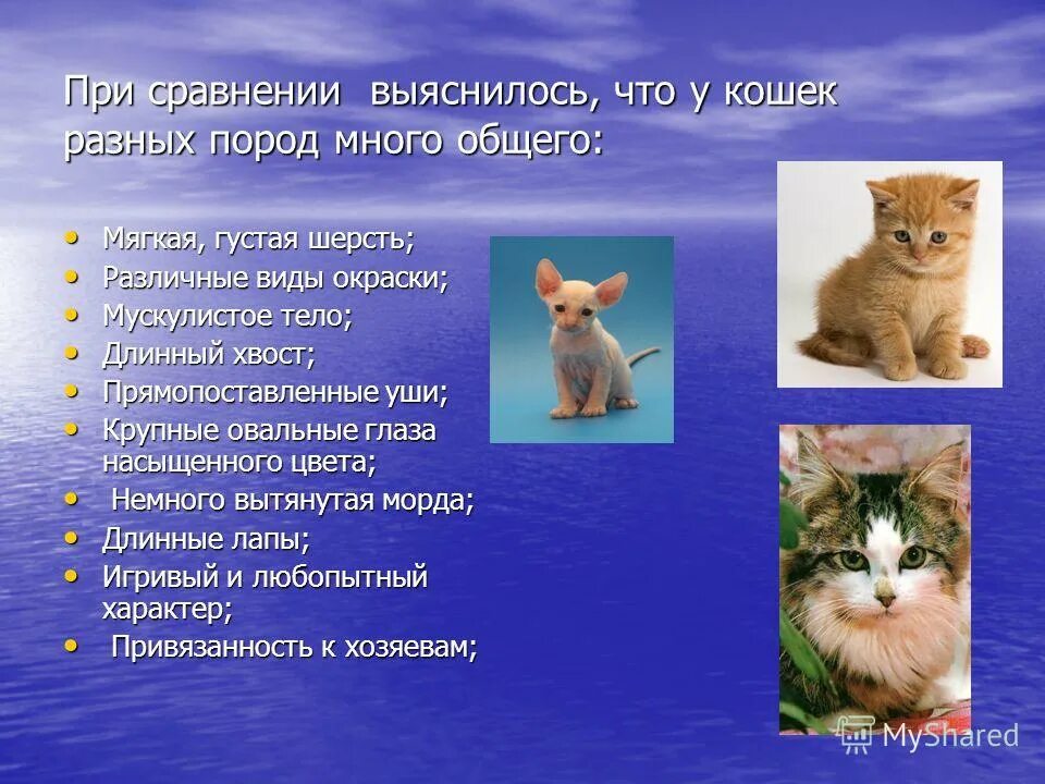 Проект про кошек. Презентация на тему кошки. Котенок для презентации. Доклад про кошек.