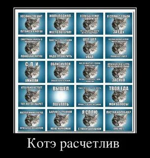 Коте демотиваторы