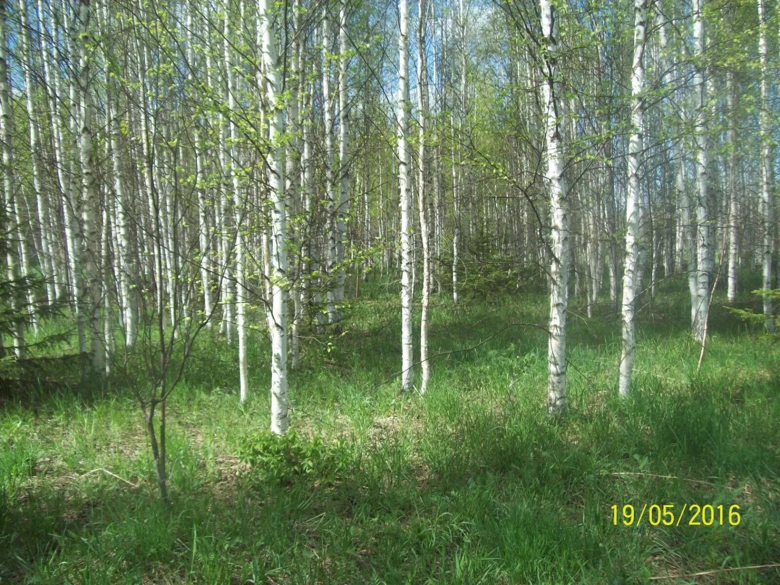 березовая роща ярославль брагино. березовая роща томск. березовая роща ярославль. берёзовая роща сосновый бор. дорога в березовой роще.