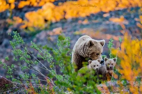 Кольские животные