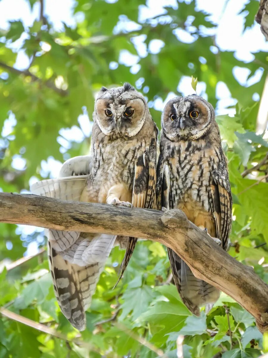 Браминский сыч. Неясыть обыкновенная. Ястребиная сова. Неясыть обыкновенная. Неясыть семейство совиных.