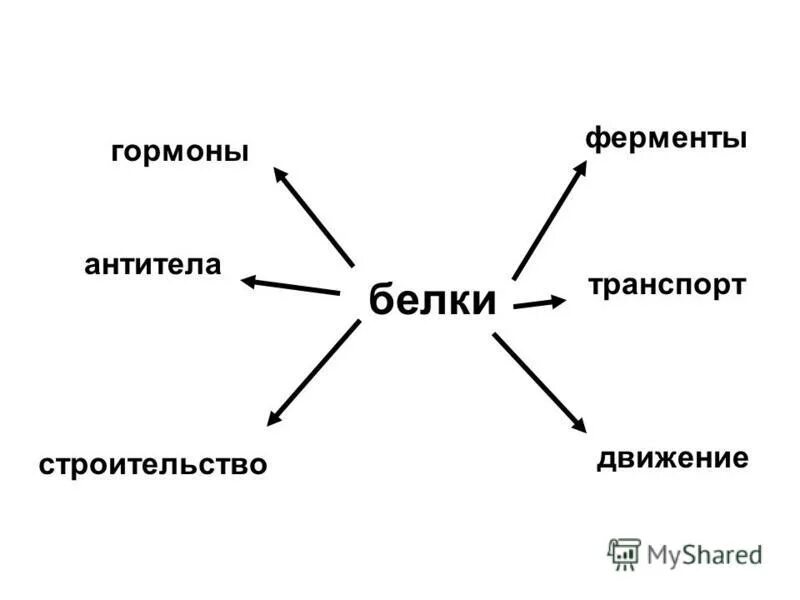 антитела ферменты