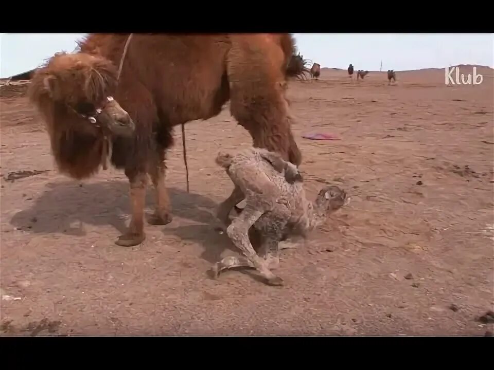 Верблюд в каменке. Верблюд в африке. Волки атакуют верблюда. Верблюд нападает. Верблюд нападает.