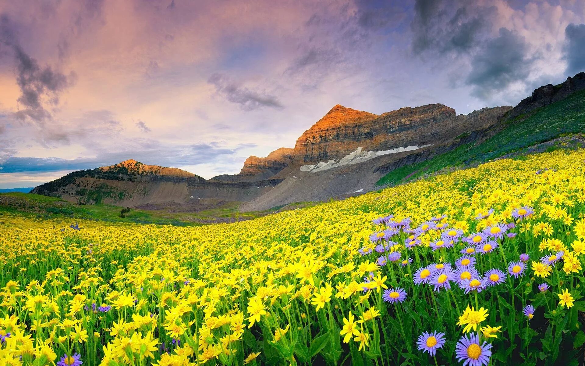 Flowers valley. Национальный парк Долины цветов, Уттаракханд. Долина цветов Индия национальный парк. Долина цветов - национальный парк в Гималаях. Альпийские Луга Франции.