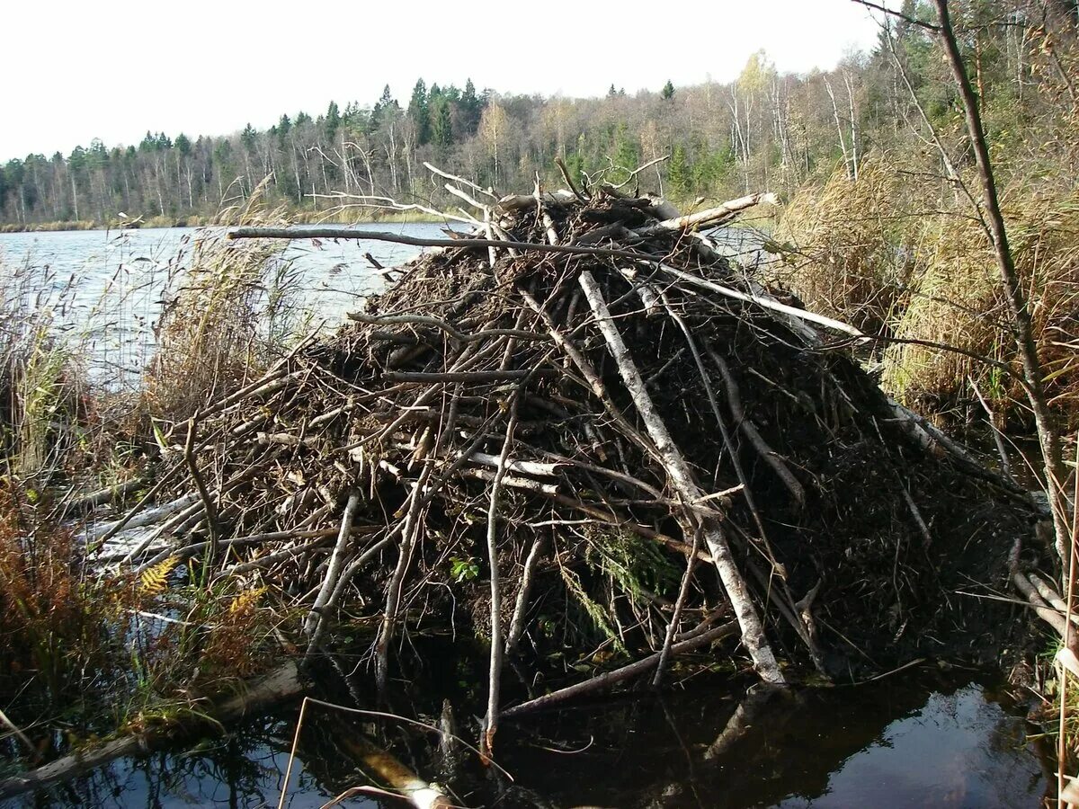 Хата бобра. Бобры хатка. Бобр хатка бобра. Хатка бобра бобровая. Бобр обыкновенный хатка.