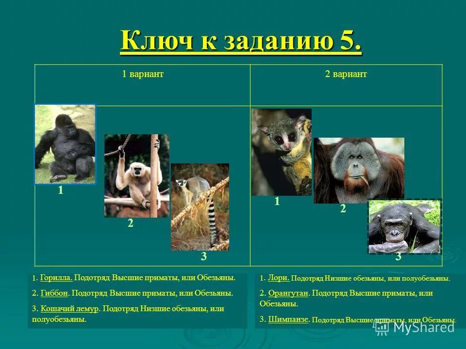 подотряд низшие приматы полуобезьяны. подотряд низшие приматы общая характеристика. подотряд низшие приматы. полуобезьяна отряда приматов. подотряд низшие приматы.