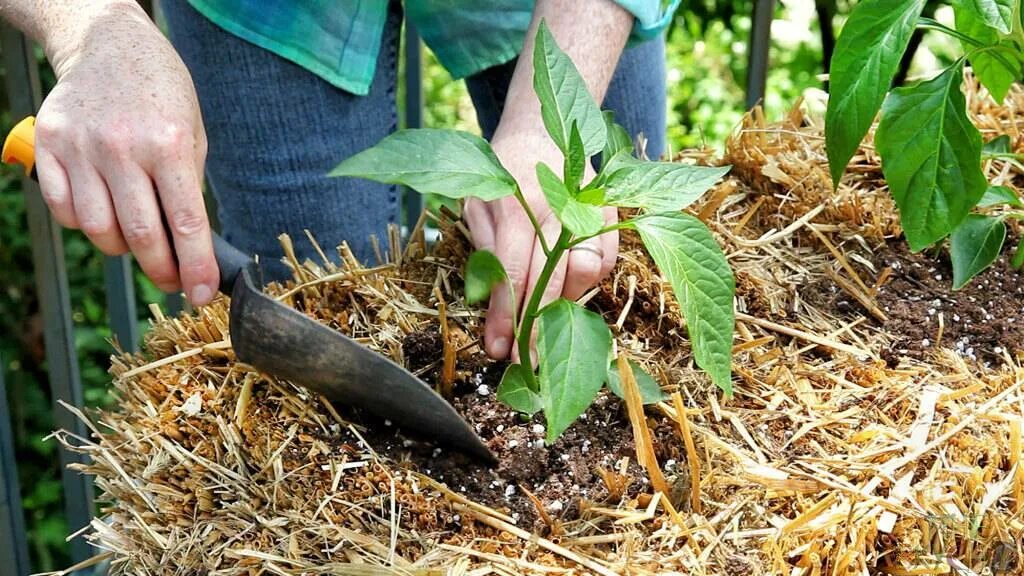 Как часто поливать перец после посадки
