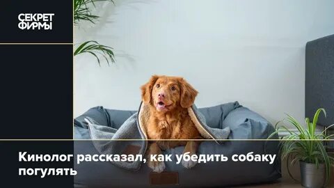 Может собака заразиться от человека