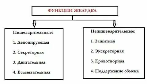 Функции желудка и почек