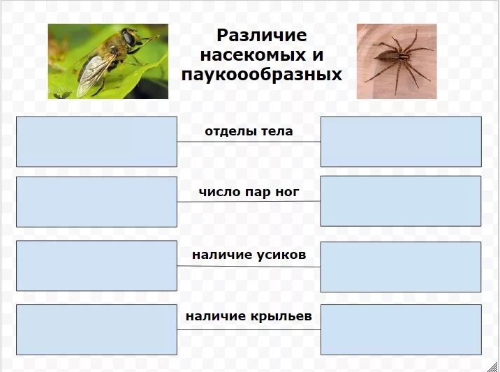 Различие насекомых. Сходства и различия насекомых для дошкольников. Различие насекомых по ногам. Размер насекомых разница. Группы организмов насекомые