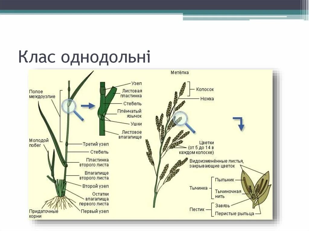 Побег лист корень междоузлия