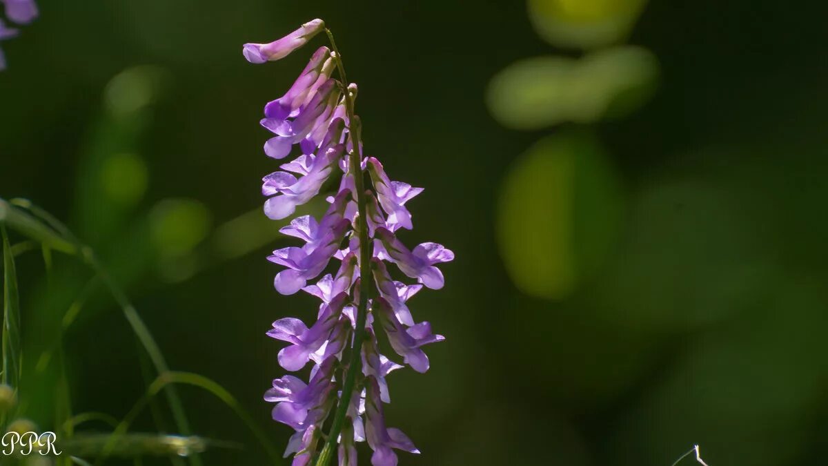 вязель мышиный горошек. вязель мышиный горошек. горошек мышиный (vícia crácca). горошек мышиный (vicia cracca). мышиный горошек соцветие.