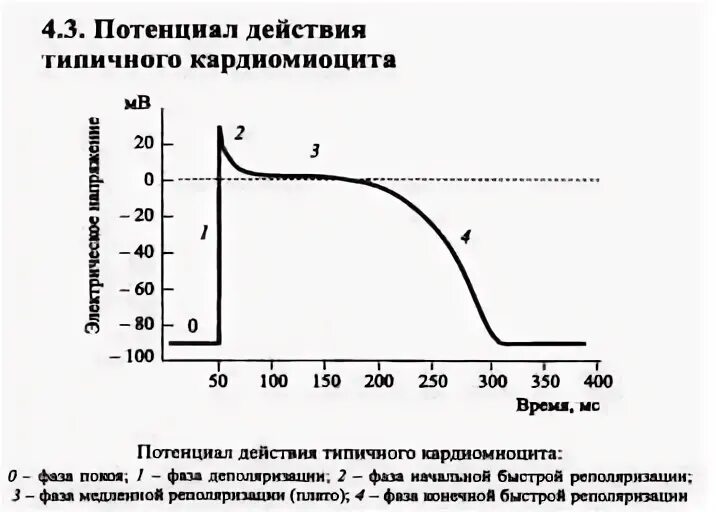 Мембранный потенциал схема. Потенциал действия. Потенциал проклинателя володин. Строение двойного электрического слоя (дэс). Механизм формирования потенциала действия.