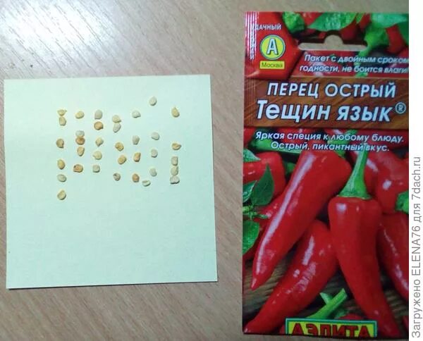 Перец тещин язык фото Тещин язык перец