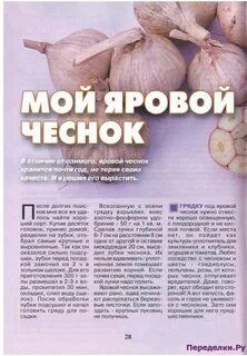 Отличие ярового чеснока от озимого