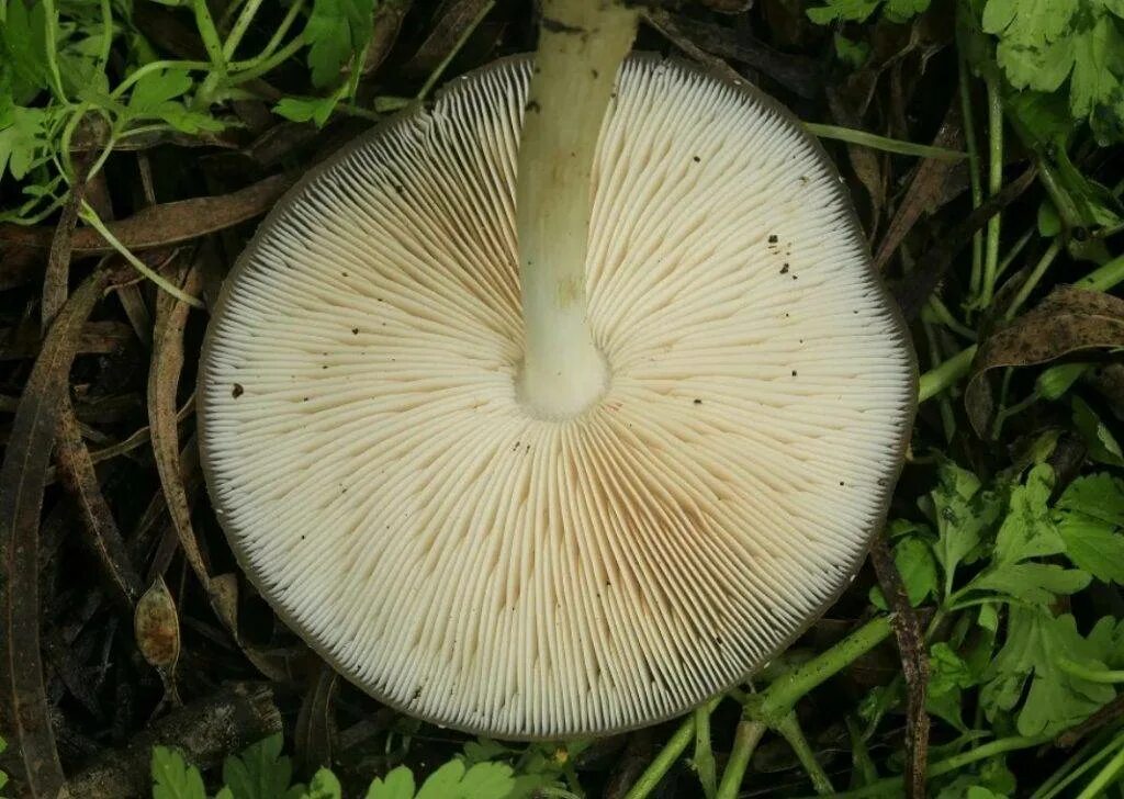 April Mushrooms of the Month Ohio Mushroom Society