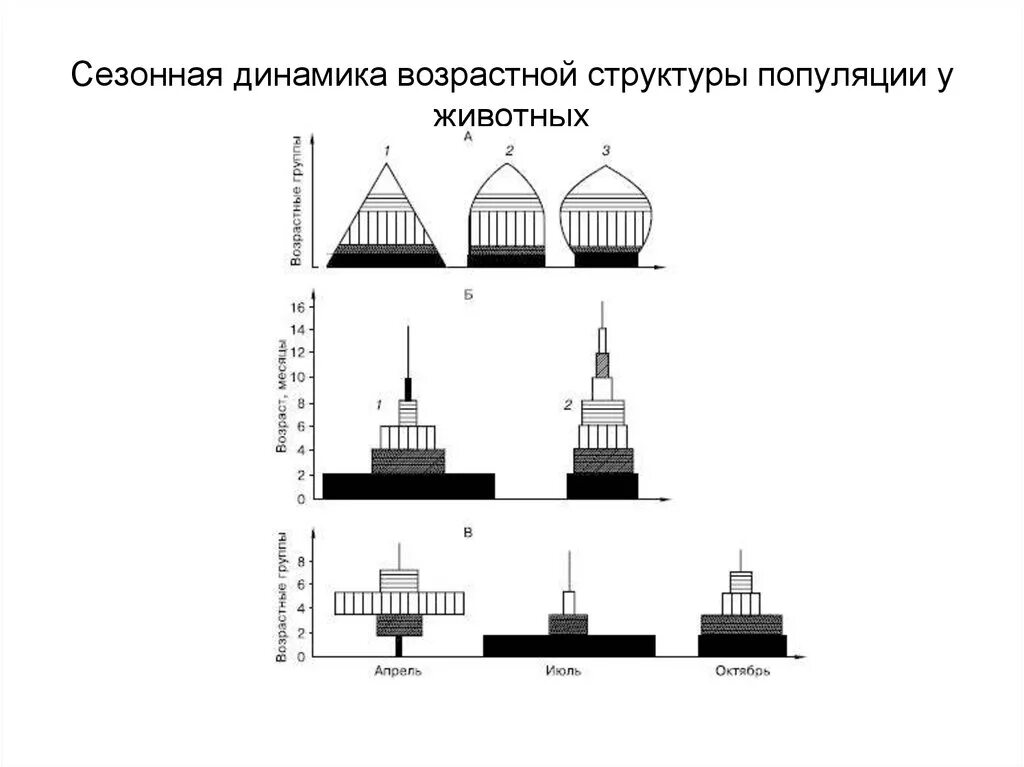 Характеристика популяций возрастная структура. Возрастная структура популяции схема. Возрастная структура популяции животных. Возрастная структура популяции график. Половозрастная структура популяции.