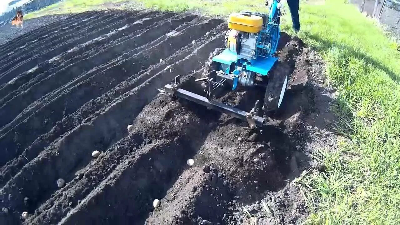 Как посадить картошку под мотоблок. Копка картофеля т25 культиватором. посадка картофеля мотоблоком с окучником.