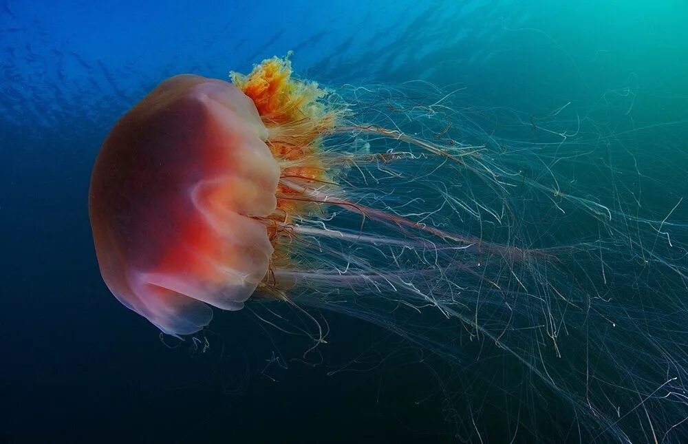 полярная медуза цианея. медузы топы. медузы андаманского моря. медуза волосистая цианея. медузы топы.