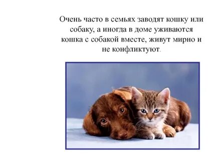 Про кошек и собак презентация окружающий