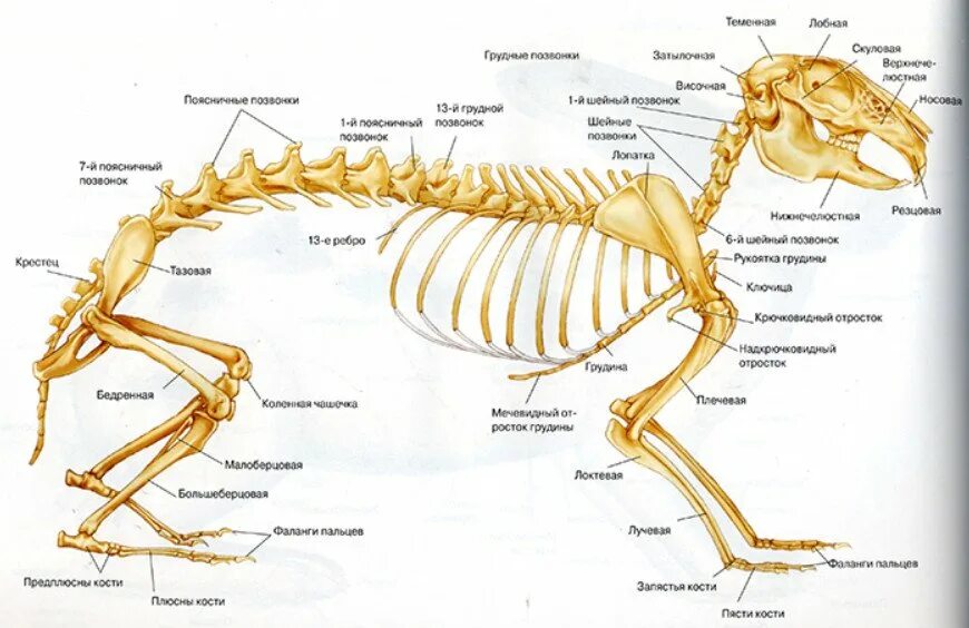 Определите отделы позвоночника млекопитающих. Строение скелета кролика. Строение скелета млекопитающих кролика. Строение костей кролика. Строение кролика кости.